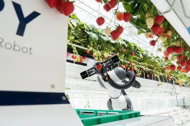 BERRY, serada otonom olarak ilerliyor